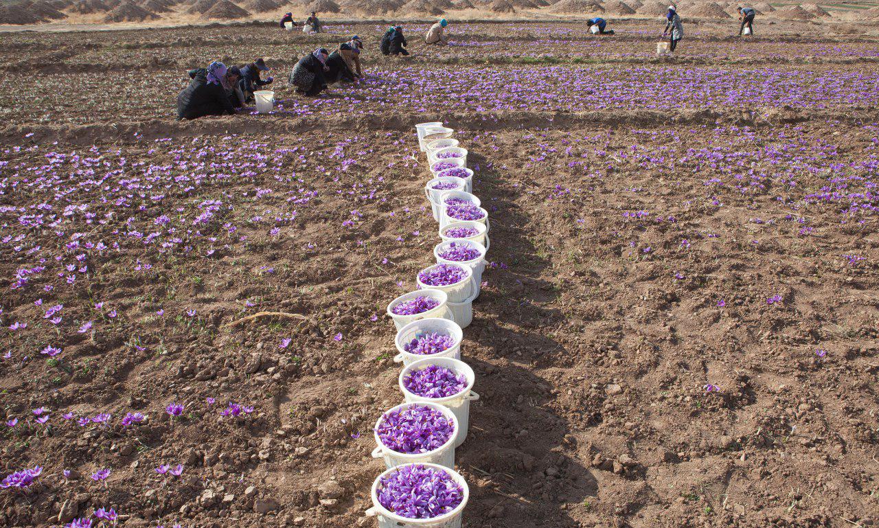 saffron harvest