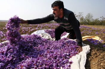 saffron harvest