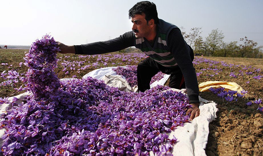 The largest exporter of saffron